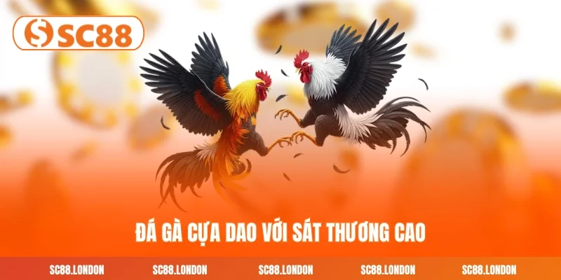 Đá gà cựa dao với sát thương cao