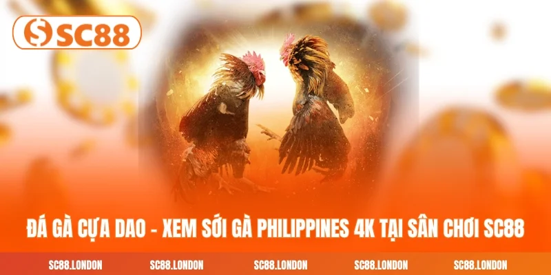 Đá Gà Cựa Dao SC88 thummb