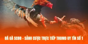 Đá Gà SC88 - Sảnh Cược Trực Tiếp Thomo Uy Tín Số 1