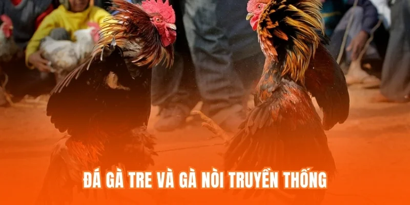 Đá gà tre và gà nòi truyền thống