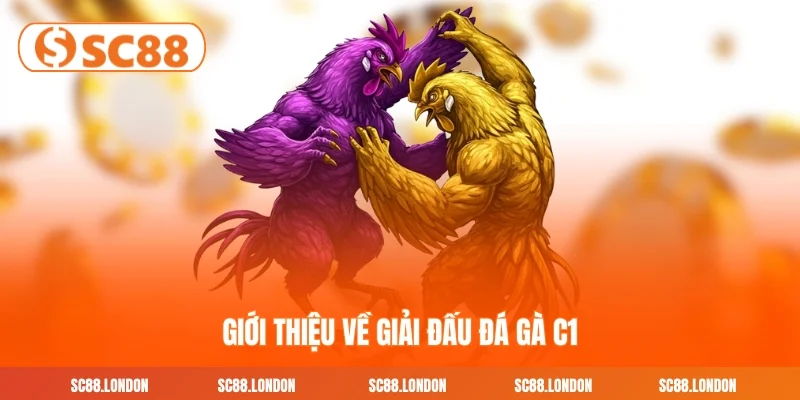 Giới thiệu về giải đấu đá gà C1
