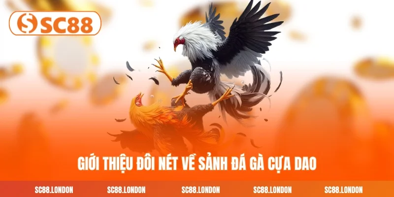 Giới thiệu đôi nét về sảnh đá gà cựa dao