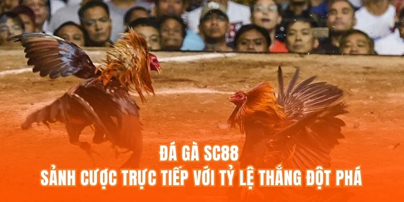Đá gà SC88 – Sảnh cược trực tiếp với tỷ lệ thắng đột phá