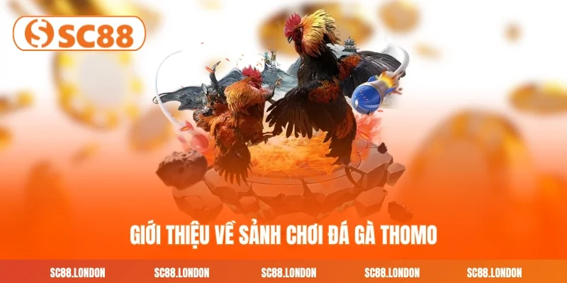 Giới thiệu về sảnh chơi đá gà thomo