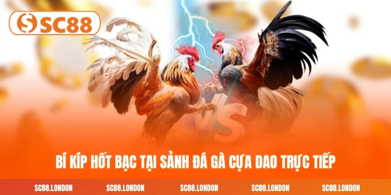 Bí kíp hốt bạc tại sảnh đá gà cựa dao trực tiếp