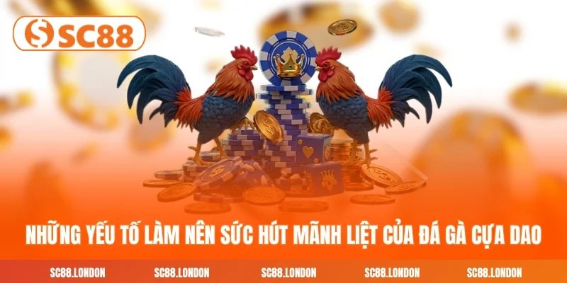 Những yếu tố làm nên sức hút mãnh liệt của đá gà cựa dao