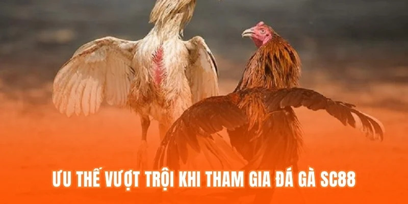 Ưu thế vượt trội khi tham gia Đá gà SC88