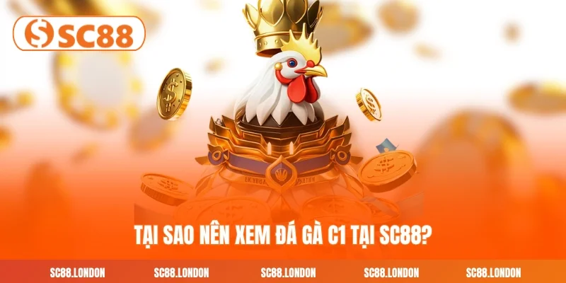 Tại sao nên xem đá gà C1 tại SC88?